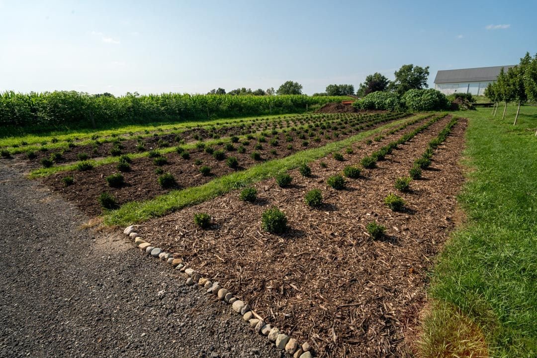 Landscape rows and nursery stock at Treends Nursery