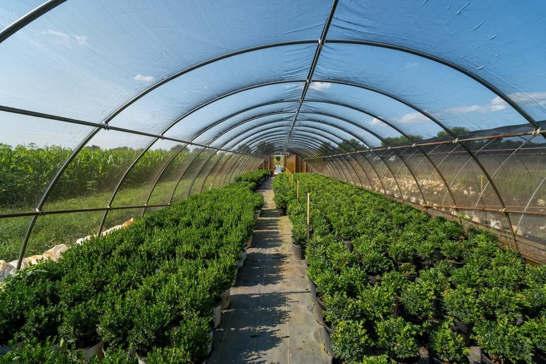 Rows of healthy nursery plants under a greenhouse structure