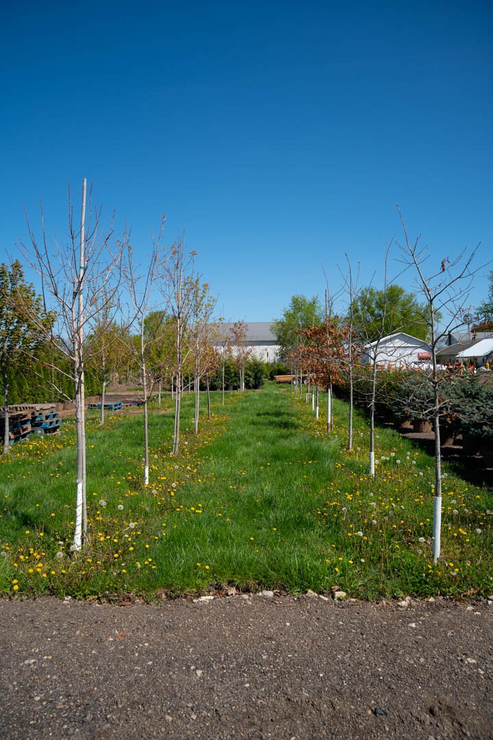 Specialty trees and landscape stock ready for installation at Treends Nursery