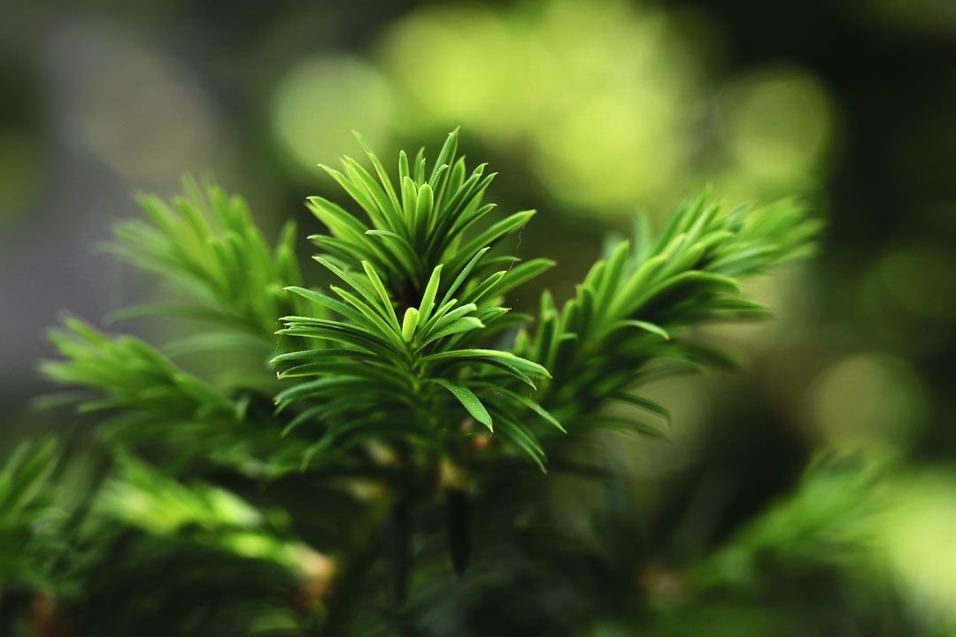 Rows of evergreen plants at Treends Nursery