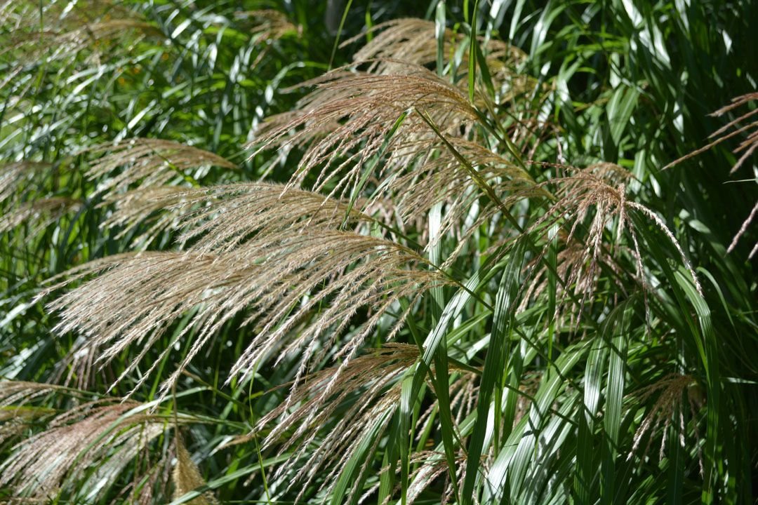 Ornamental grasses and nursery plants at Treends Nursery