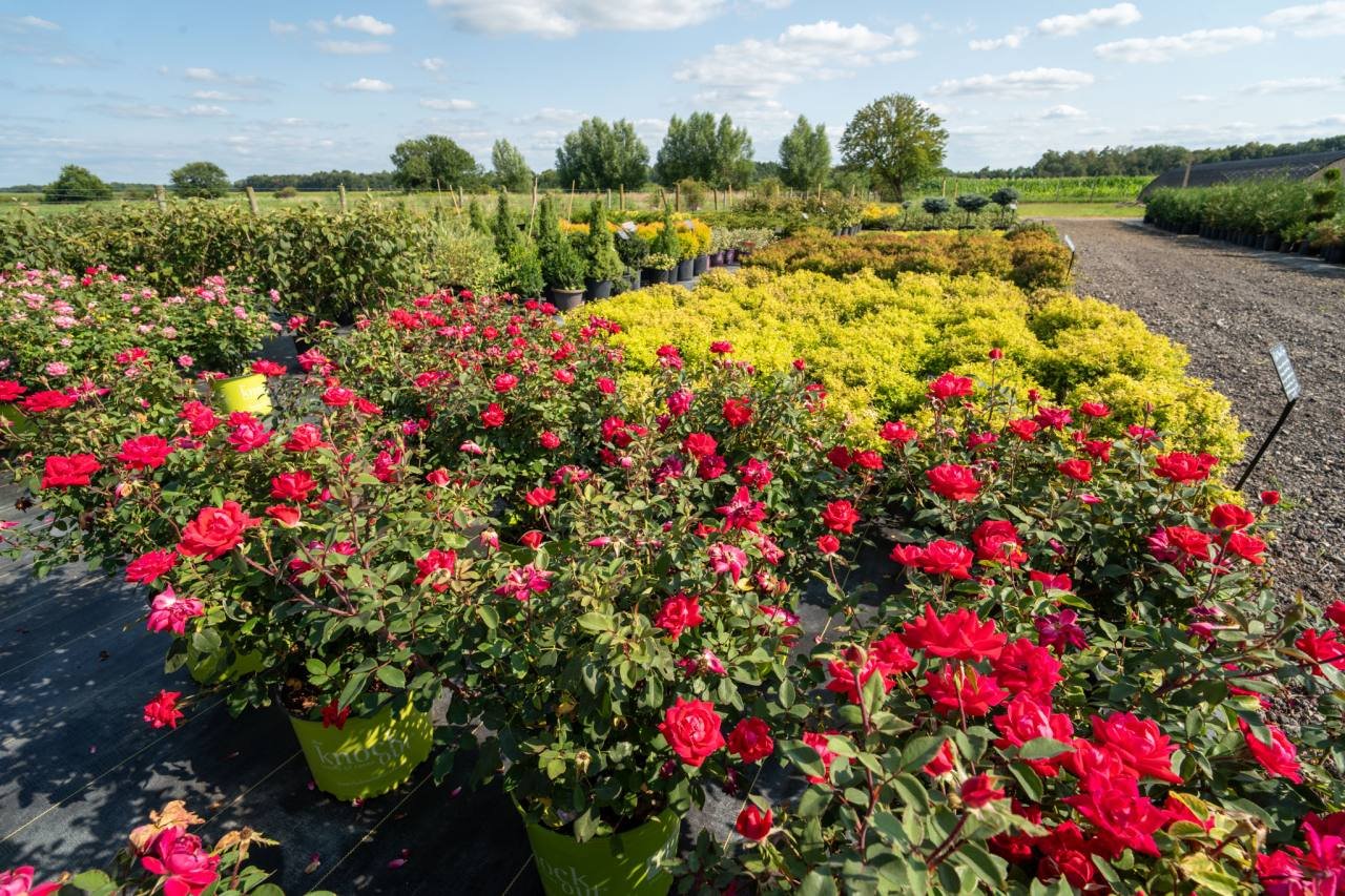 Rows of potted trees at Treends Nursery